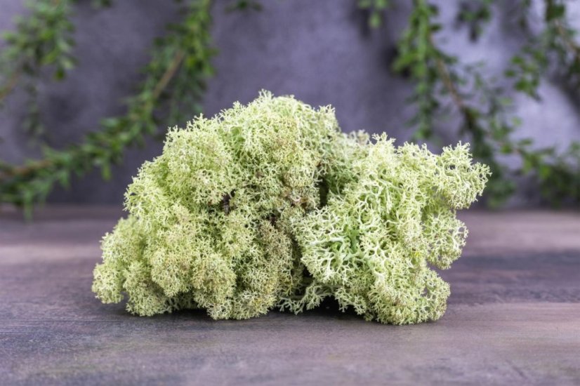 Mușchi stabilizat - lichen - Mentă - Greutate: 5kg