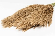 Stabilizovaná pampová tráva