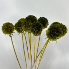 Scabiosa stellata stabilizzata - Verde oliva