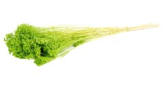 Flori stabilizate Broom - Verzii