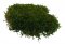 Lapos moha - Natúr zöld PREMIUM - Súly: 1kg (kb 0,75m²)