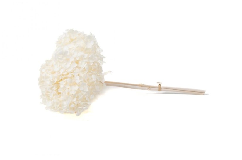 Stabilisierte Hortensie - Creme