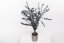 Stabilisierte Eukalyptus Baby