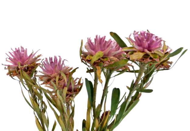 Stabilizované kvety Plumosum - Ružové