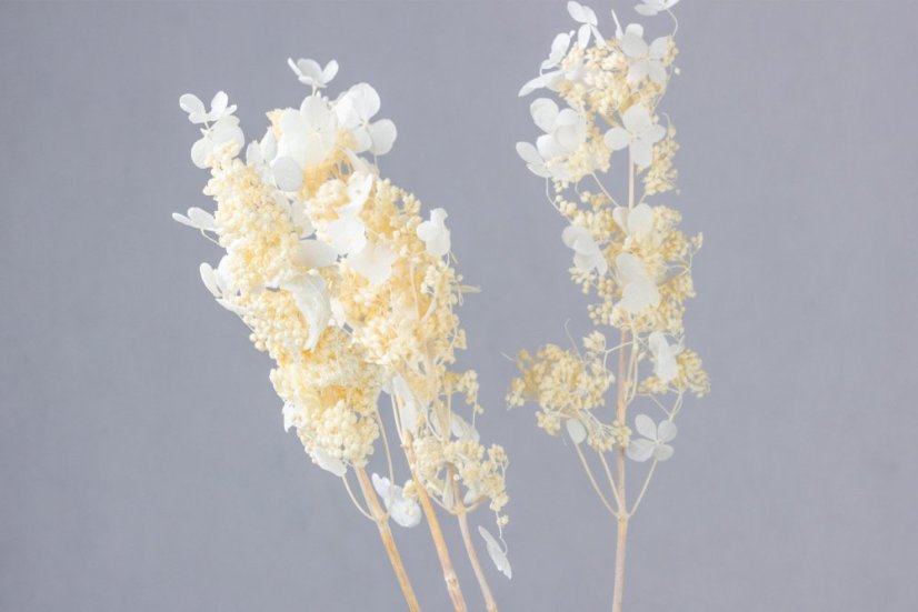 Stabilisierte Rispenhortensie - Creme