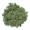 Muschio stabilizzato - lichene - Mentolo - Peso: 100g