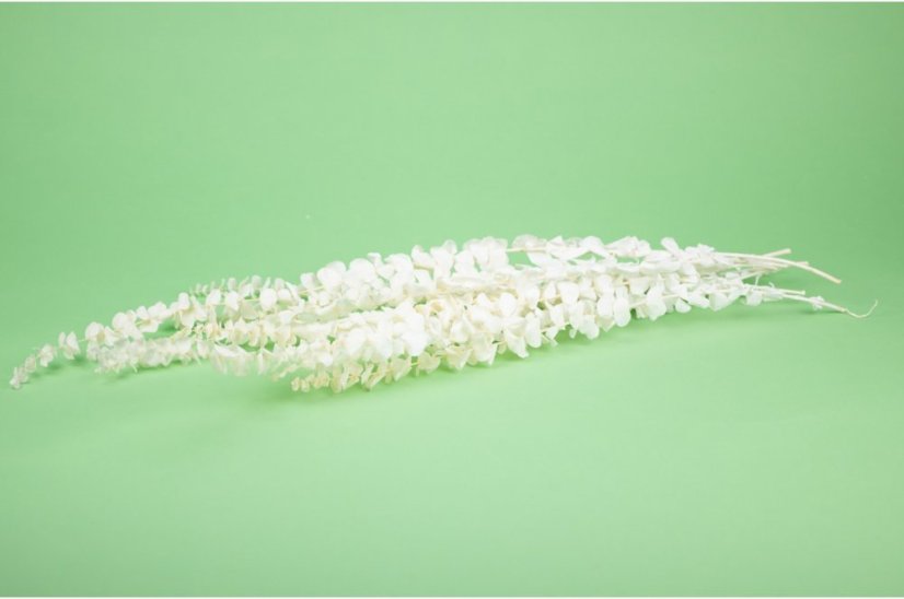 Eucalyptus Baby Stabilisé - Blanc