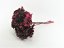 Stabilizirana Hortenzija - Temno roza