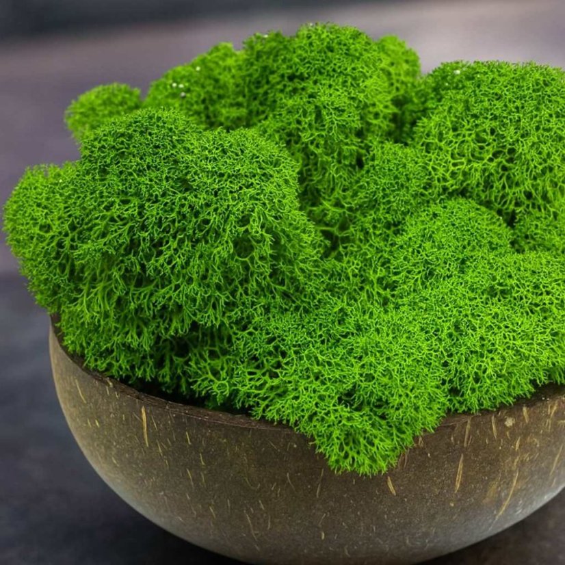 Očiščen stabiliziran mah – lišaj – grahovo zelen – finski - Teža: 500g