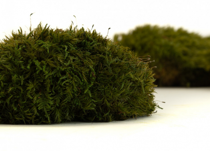 Krogličasti mah - "Ježek" - Naravno zelen - Površina: 1 kos (običajna oblika 10-12 cm)