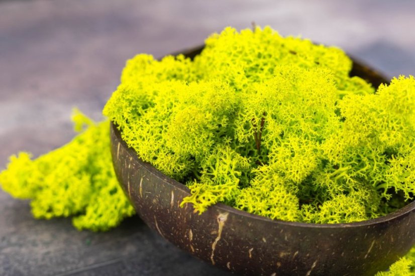 Mousse stabilisée et lichen - Vert citron - Poids: 1kg