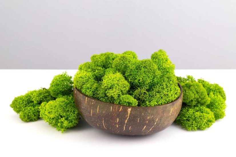 Mușchi stabilizat curățat - lichen - Verde măr - Finlandez - Greutate: 100g