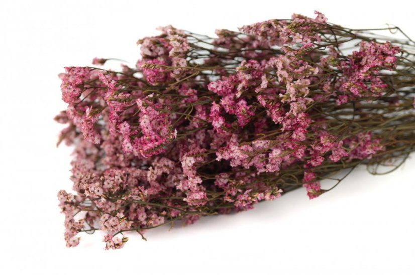 Stabilizované kvety Limonium - Ružové