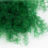 Stabilisierte Sertularia-Farn - Farbe: Blasses Grün