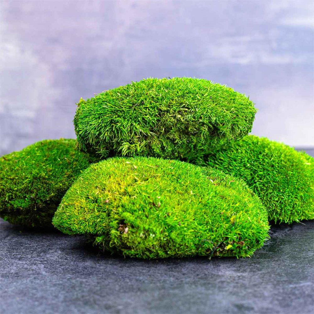 Kugelmoos - Ball moss - Ausverkauf