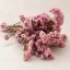 Stabilizált Limonium virág - Rózsaszín
