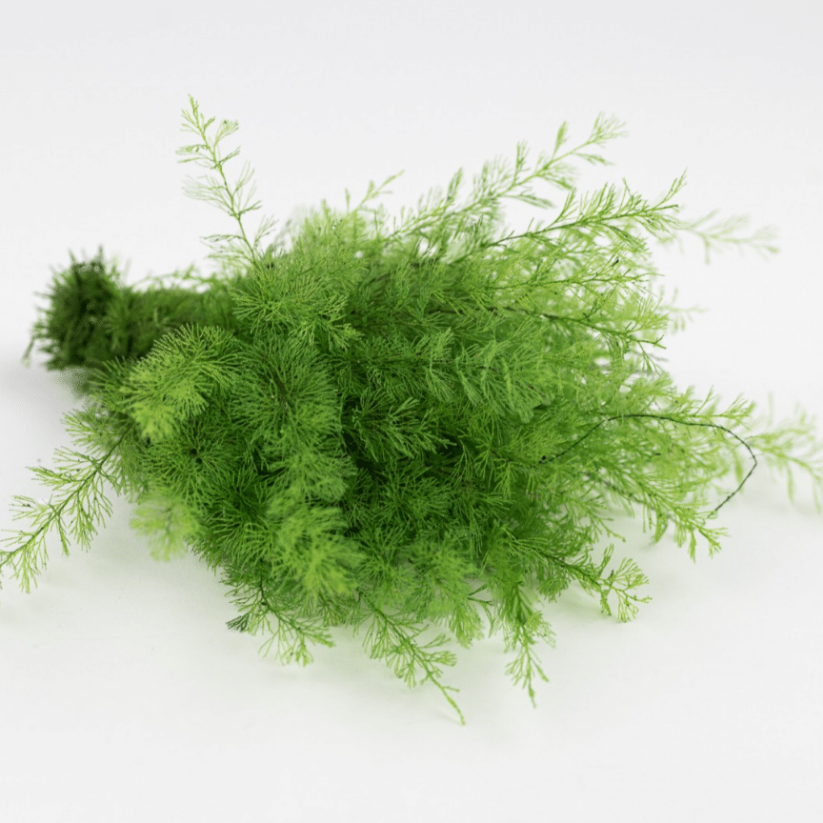 Stabilizovaná papraď Sertularia - Farba: Bledá zelená