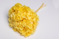 Stabilizovaná hortenzia - citrónová