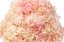 Stabilisierte Hortensie - Creme-Rosa
