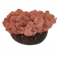 Muschio stabilizzato - lichene - Rosa antico