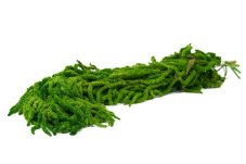 Stabiliziran Amarant - limonasto zelena