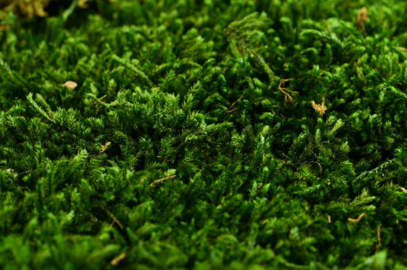 Plochý mach - Prírodná zelená PREMIUM - Váha: cca 2kg (1,5m²)
