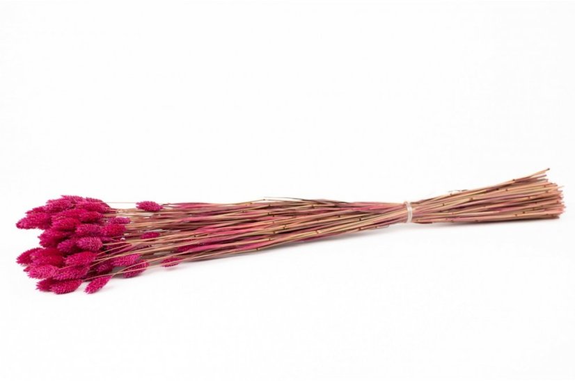 Flori uscate Phalaris - Magenta