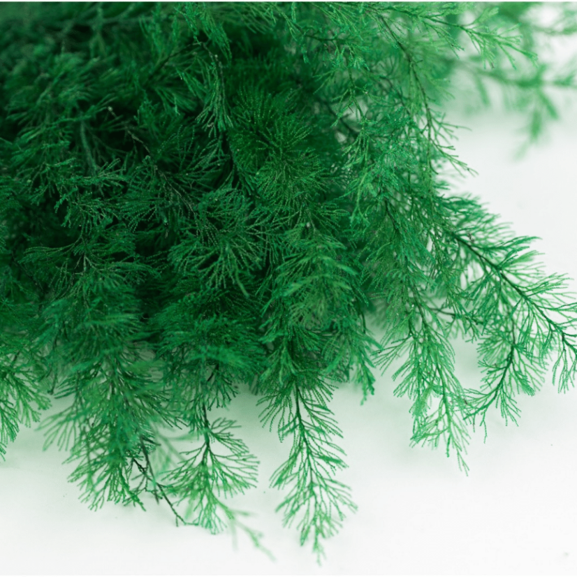 Felce stabilizzata Sertularia - Colore: Verde scuro