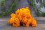 Stabilizált moha - zuzmó - Narancssárga