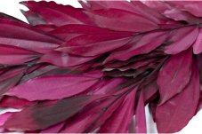 Stabiliziran Cocolus - Bordo