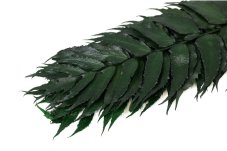 Stabilizirana praprot Holly