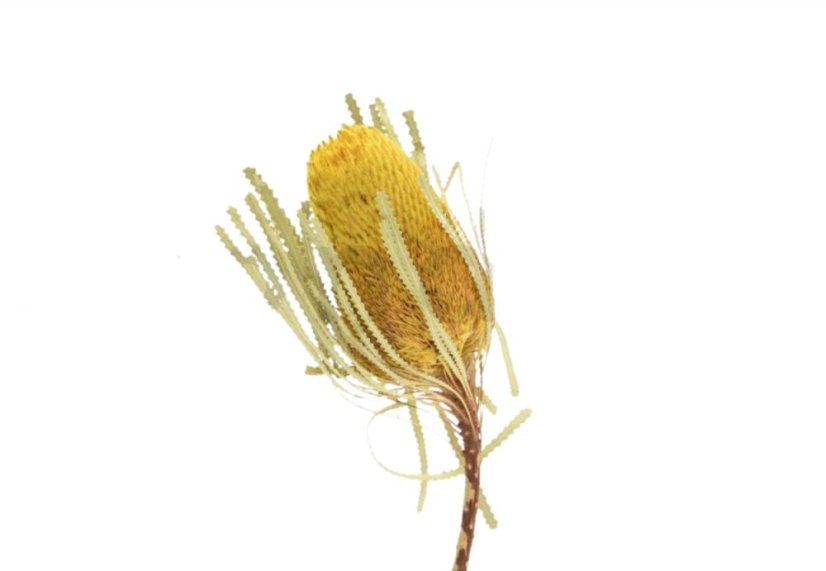 Posušen cvet Banksia - rumena