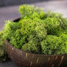 Mușchi stabilizat - lichen - Verde mediu