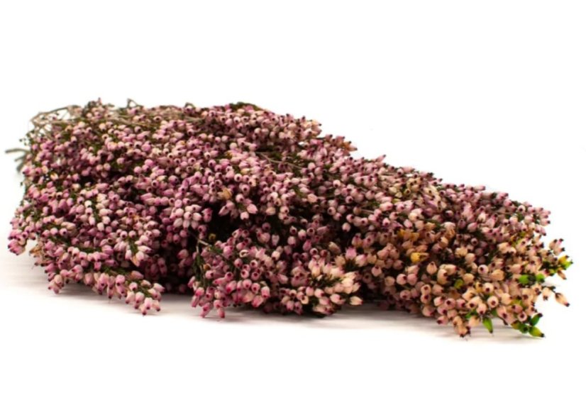 Erica stabilizzata - Natural