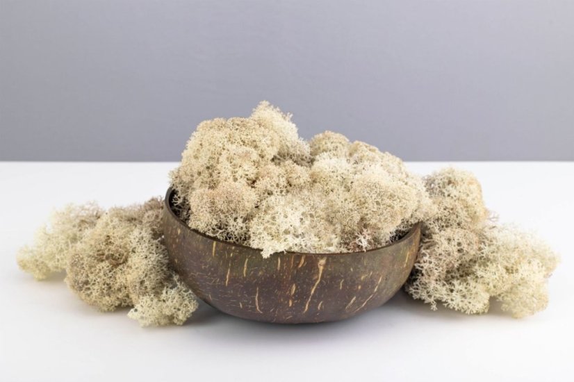 Muschio stabilizzato - lichene - Naturale - Peso: 1kg