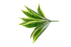Künstliche Sansevieria