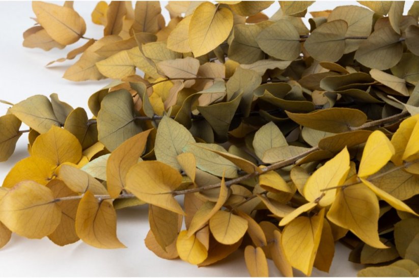 Stabilizovaný Eukalyptus Stuartiana - Žltý