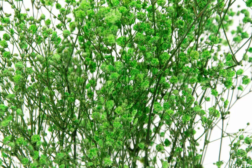 Fiori di Gypsophila stabilizzati - Verde