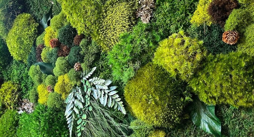 Perete de mușchi de la 360 lei/m²