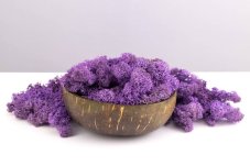 Mușchi stabilizat - lichen - Violet