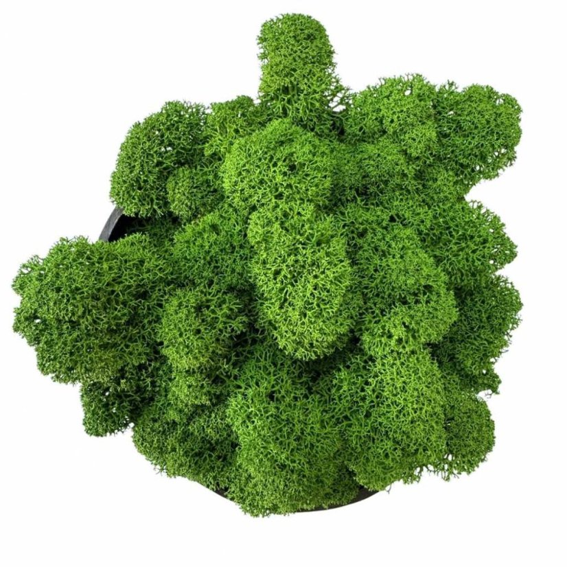 Očiščen stabiliziran mah – lišaj – grahovo zelen – finski - Teža: 500g