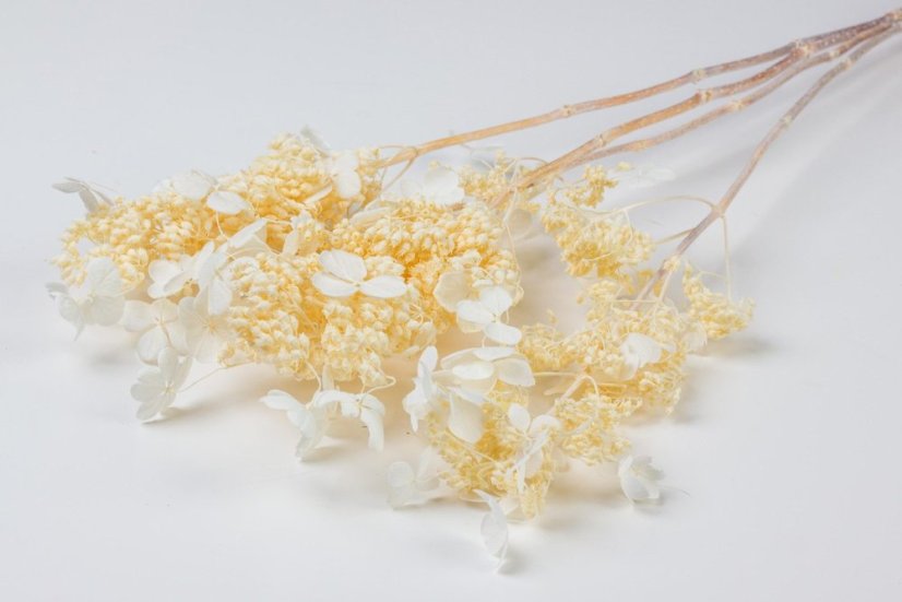 Stabilisierte Rispenhortensie - Creme