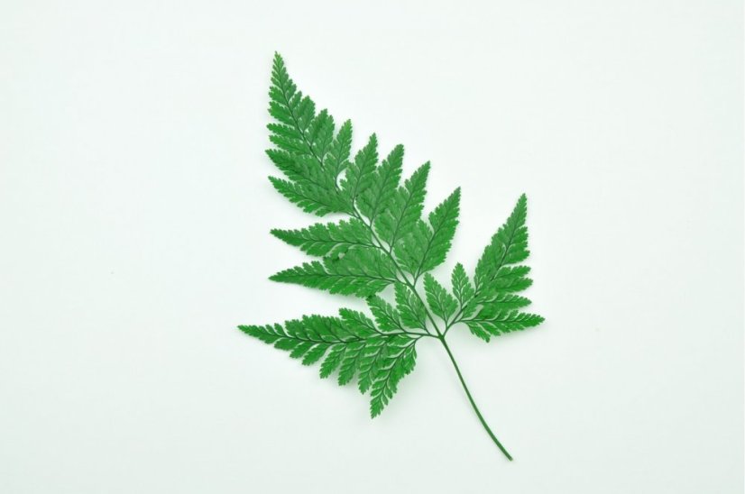 Felce stabilizzata Davalia - Verde