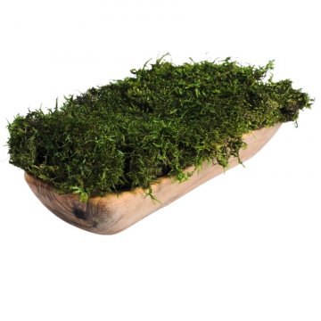 Stabilizovaný plochý mach - Flat moss - Váha - cca 2kg (1,5m²)