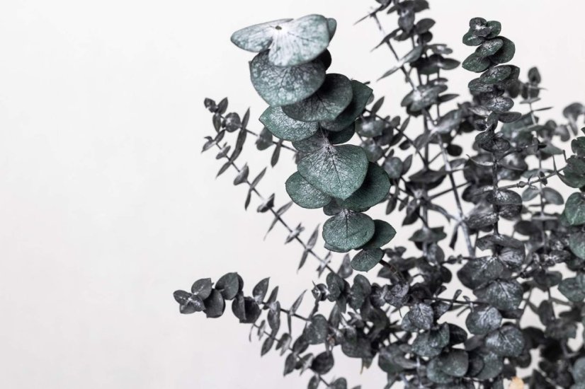 Stabilisierte Eukalyptus Baby