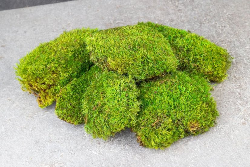 Kugelmoos - "Igel" - Hellgrün - Fläche: 0,7m² (deckt eine Fläche von 100x70cm ab)