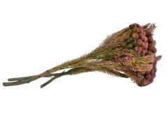 Stabilisierte Brunia-Blüten - Rosa