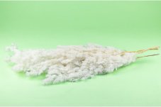 Ramoscelli Ming stabilizzati - Bianchi