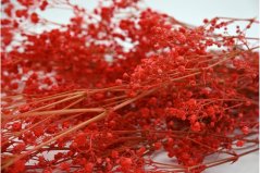 Stabilisierten Gypsophila-Blüten - Rot