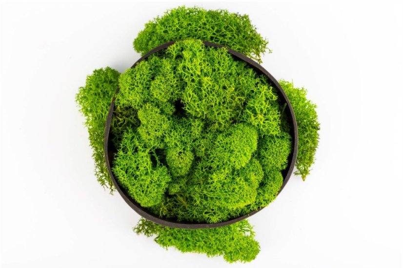 Mușchi stabilizat curățat - lichen - Verde măr - Finlandez - Greutate: 100g